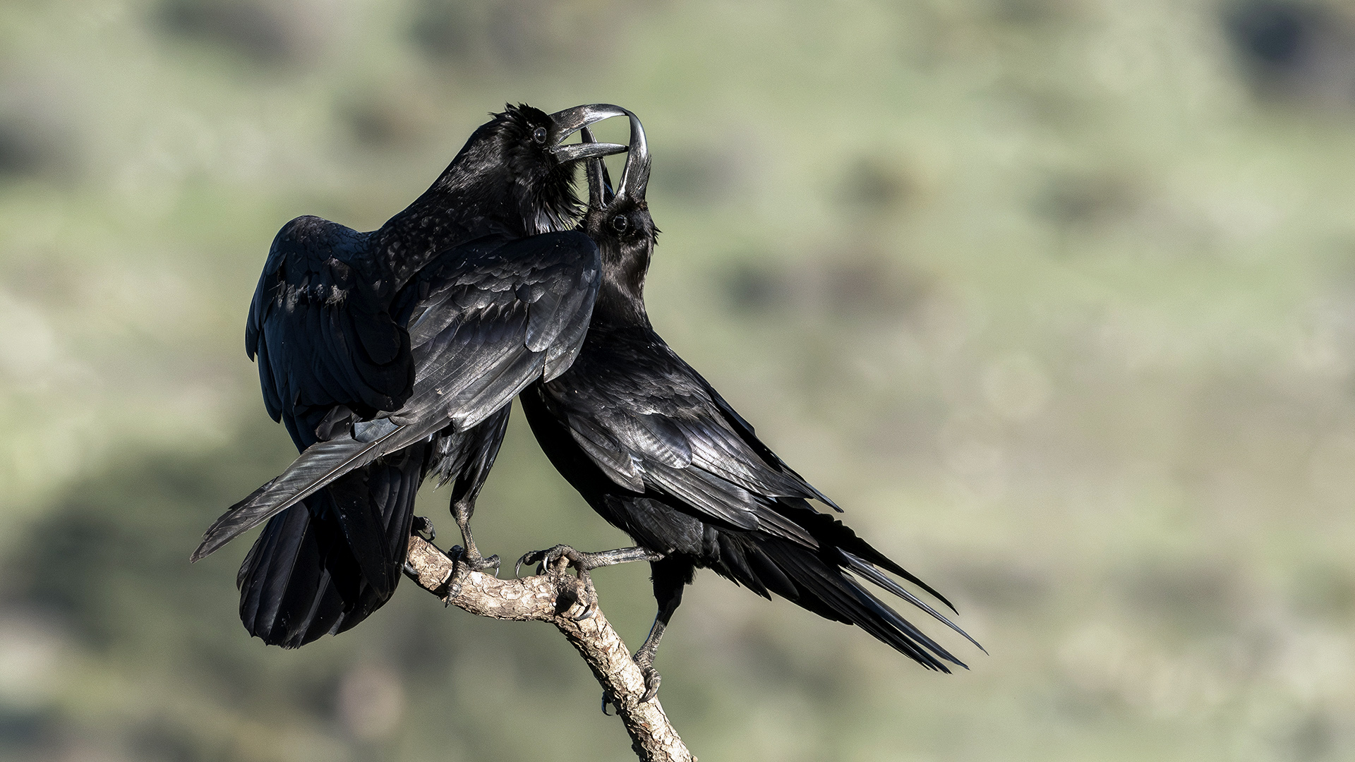 Common Raven